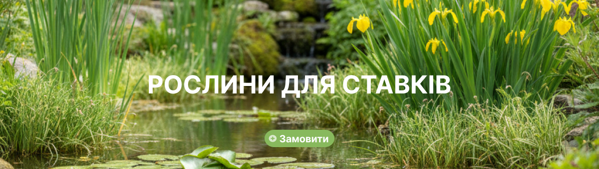РОСЛИНИ ДЛЯ СТАВКА, ВОДНІ РОСЛИНИ