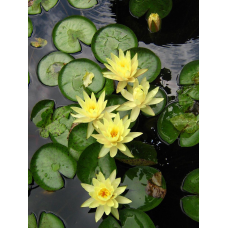 ЛАТАТТЯ, НІМФЕЯ “ХРОМАТЕЛЛА“ (великий кущ у сітчастому горщику)