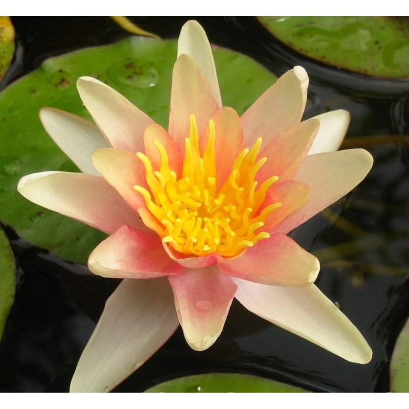 ЛАТАТТЯ, НІМФЕЯ “ГРЕЙПФРУТ“ (відросток з голим корінням)