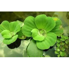 ВОДЯНИЙ САЛАТ, ПІСТІЯ, доросла рослина (маленький розмір)