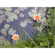 ЛАТАТТЯ, НІМФЕЯ “ГРЕЙПФРУТ“ (великий кущ в сітчастому горщику)