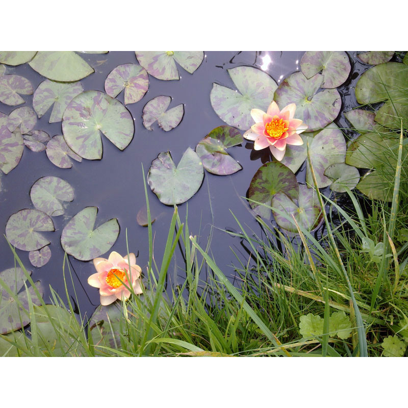 ЛАТАТТЯ, НІМФЕЯ “ГРЕЙПФРУТ“ (великий кущ в сітчастому горщику)