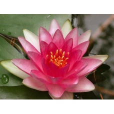 ЛАТАТТЯ, НІМФЕЯ “АТТРАКЦІОН“ (відросток з голим корінням)