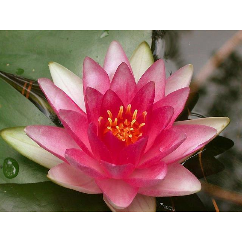 ЛАТАТТЯ, НІМФЕЯ “АТТРАКЦІОН“ (відросток з голим корінням)