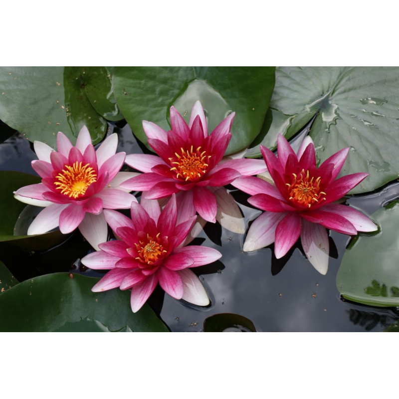 ЛАТАТТЯ, НІМФЕЯ “АТТРАКЦІОН“ (великий кущ в сітчастому горщику)