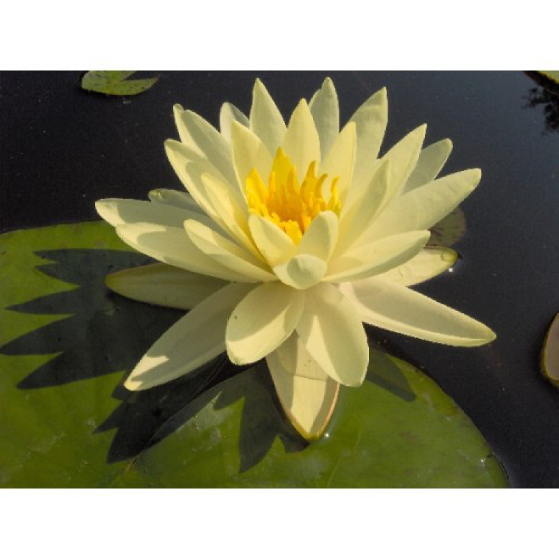 ЛАТАТТЯ, НІМФЕЯ “ГОЛД МЕДАЛ“ (відросток з голим корінням)