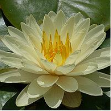 ЛАТАТТЯ, НІМФЕЯ “ГОЛД МЕДАЛ“ (великий кущ у сітчастому горщику)