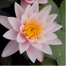 ЛАТАТТЯ, НІМФЕЯ “МАРЛІАКА КАРНЕА“ (відросток з голим корінням)