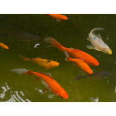 ЗОЛОТА РИБКА ДЛЯ ПРУДА КОМЕТА, ВУАЛЕХВОСТ, ШУБУНКІН (4-6 см)