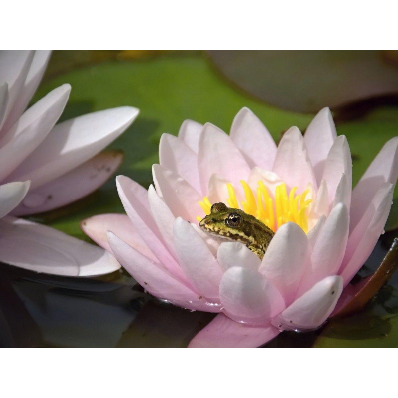 ЛАТАТТЯ, НІМФЕЯ “МАРЛІАКА КАРНЕА“ (дорослий кущ у сітчастому горщику)