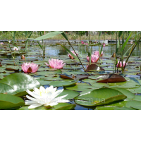 ЛАТАТТЯ, НІМФЕЯ “МАРЛІАКА КАРНЕА“ (великий кущ у сітчастому горщику)