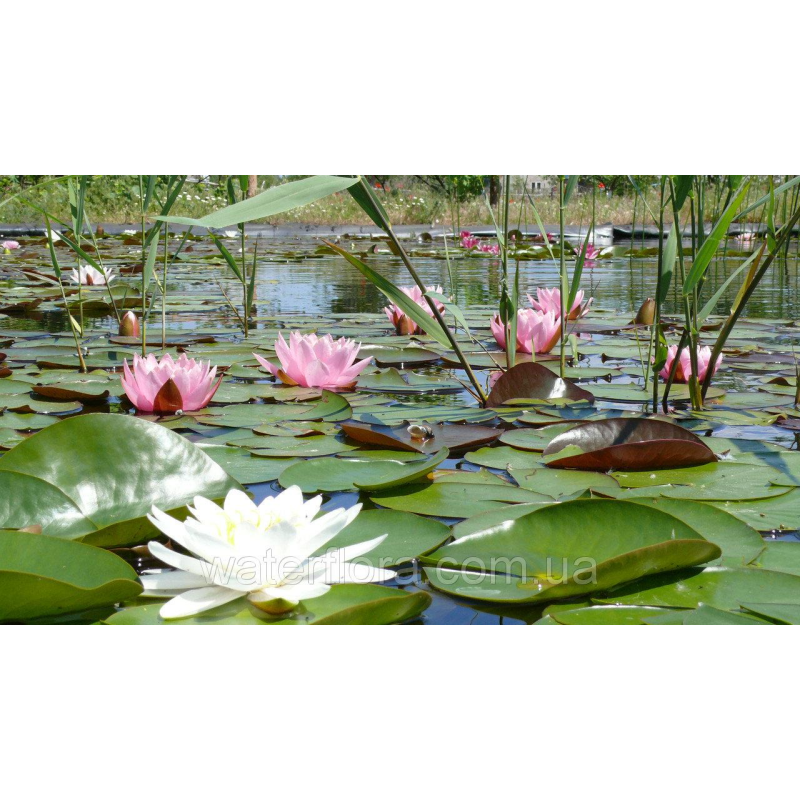 ЛАТАТТЯ, НІМФЕЯ “МАРЛІАКА КАРНЕА“ (великий кущ у сітчастому горщику)