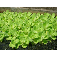 ВОДЯНИЙ САЛАТ, ПІСТІЯ, доросла рослина (велика кількість)