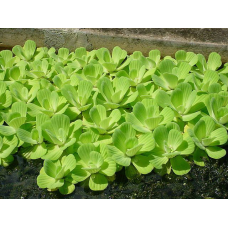 ВОДЯНИЙ САЛАТ, ПІСТІЯ, доросла рослина (велика кількість)