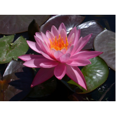 ЛАТАТТЯ, НІМФЕЯ “НАЙДЖЕЛ“ (відросток з голим корінням)