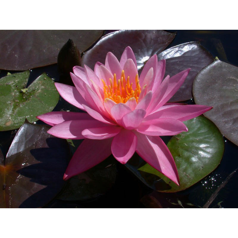 ЛАТАТТЯ, НІМФЕЯ “НАЙДЖЕЛ“ (відросток з голим корінням)