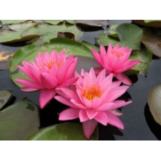 ЛАТАТТЯ, НІМФЕЯ “НАЙДЖЕЛ“ (дорослий кущ в сітчастому горщику)