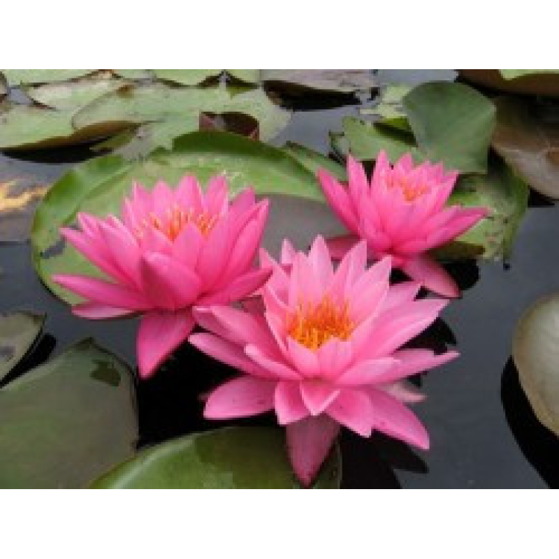 ЛАТАТТЯ, НІМФЕЯ “НАЙДЖЕЛ“ (дорослий кущ в сітчастому горщику)