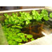 ЩИТОЛИСТНИК, ГІДРОКОТИЛЕ ЗВИЧАЙНИЙ для ставка і акваріуму (доросла рослина)