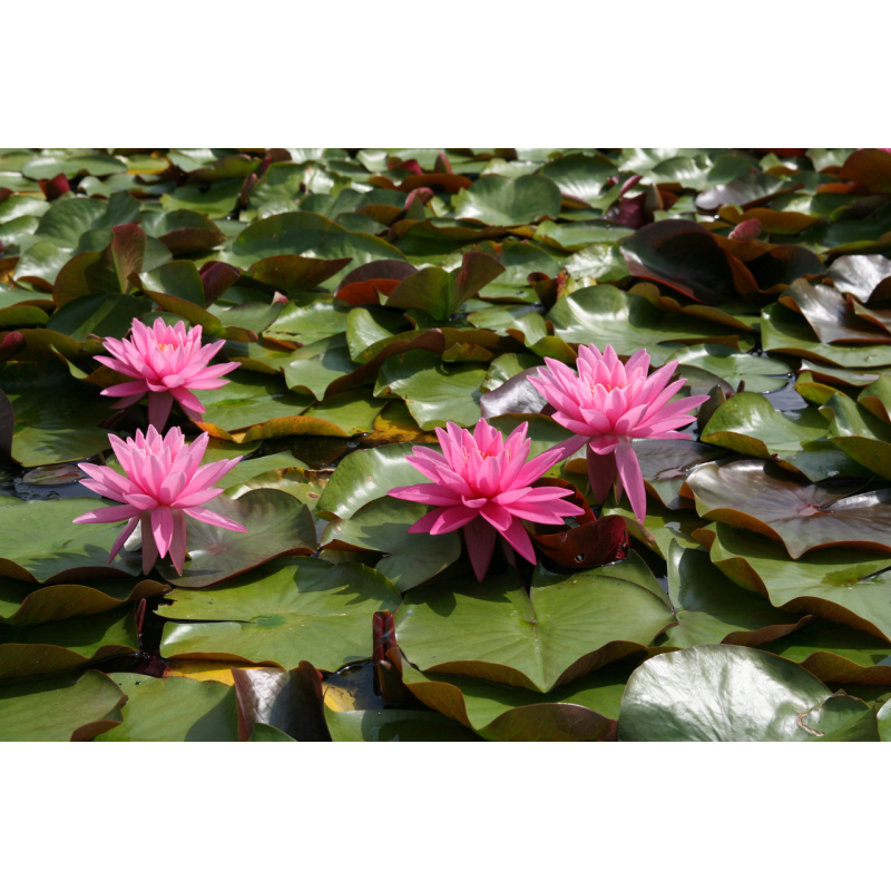 ЛАТАТТЯ, НІМФЕЯ “НАЙДЖЕЛ“ (великий кущ у сітчастому горщику)