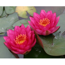 ЛАТАТТЯ, НІМФЕЯ “ДЖЕЙМС БРАЙДОН“ (дорослий кущ у сітчастому горщику)