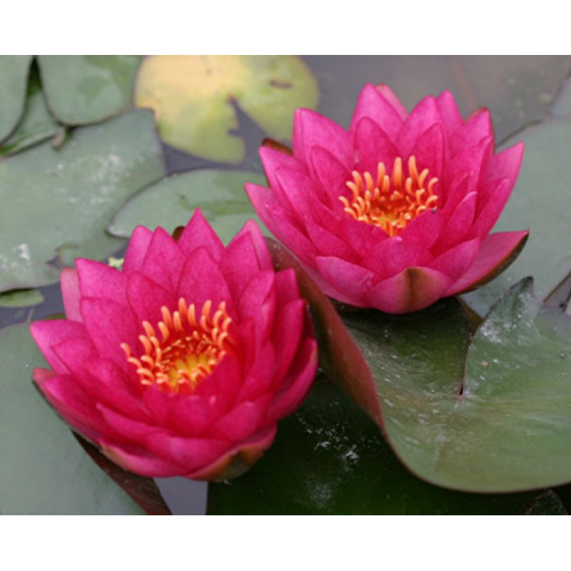 ЛАТАТТЯ, НІМФЕЯ “ДЖЕЙМС БРАЙДОН“ (дорослий кущ у сітчастому горщику)