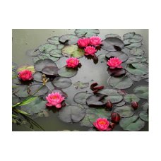 ЛАТАТТЯ, НІМФЕЯ “ДЖЕЙМС БРАЙДОН“ (великий кущ в сітчастому горщику)