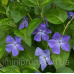 ВІЧНОЗЕЛЕНИЙ БАРВІНОК ВЕЛИКИЙ, блакитна квітка (різні розміри) (ТГ)