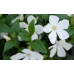 ВІЧНОЗЕЛЕНИЙ БАРВІНОК ВЕЛИКИЙ, біла квітка (різні розміри) (ТГ)