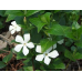 ВІЧНОЗЕЛЕНИЙ БАРВІНОК ВЕЛИКИЙ, біла квітка (різні розміри) (ТГ)
