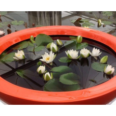 ЛАТАТТЯ, НІМФЕЯ “БІЛА МІНІ“ (відросток з голим корінням)