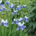 ІРИС ВЕРСИКОЛОР БЛАКИТНИЙ (різні розміри) (ТГ)