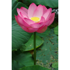 РОЖЕВИЙ ЛОТОС ЗИМУЮЧИЙ (точка росту)