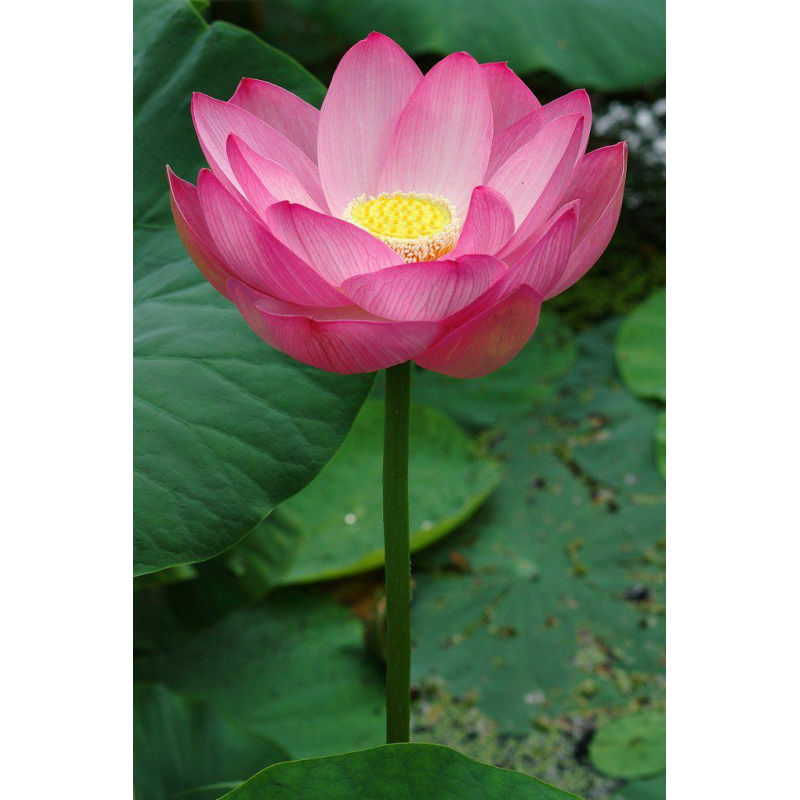 РОЖЕВИЙ ЛОТОС ЗИМУЮЧИЙ (точка росту)