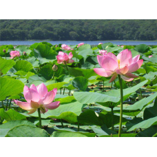 РОЖЕВИЙ ЛОТОС ЗИМУЮЧИЙ (дорослий кущ в сітчастому горщику)