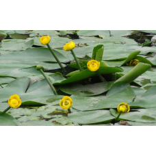 КУБИШКА ЖОВТА (великий кущ в сітчастому горщику)