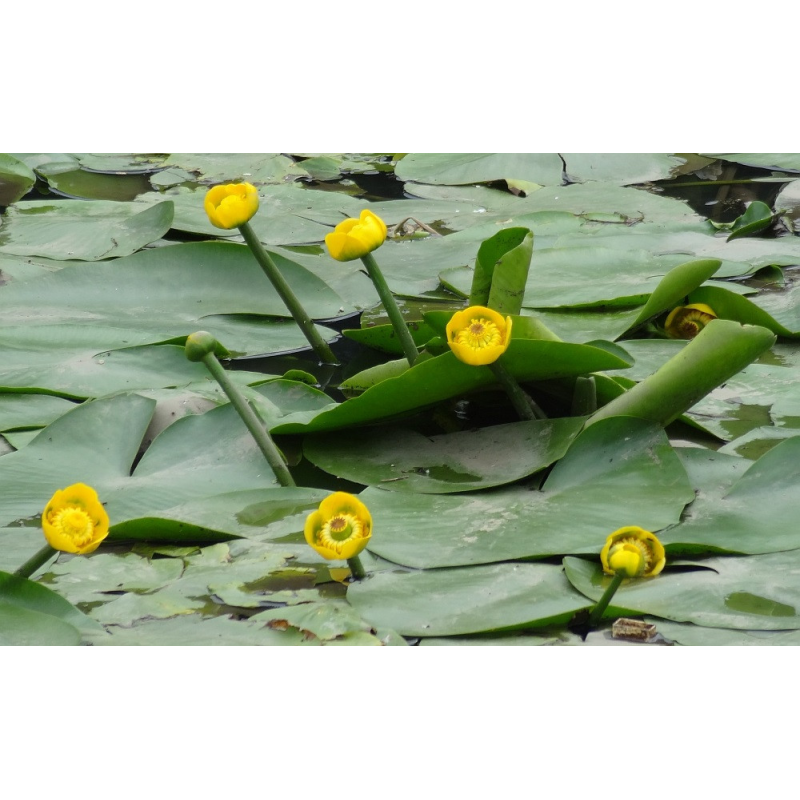 КУБИШКА ЖОВТА (великий кущ в сітчастому горщику)