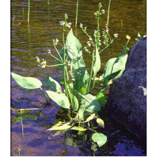 ЧАСТУХА ПОДОРОЖНИКОВА (дорослий кущ із голим корінням)