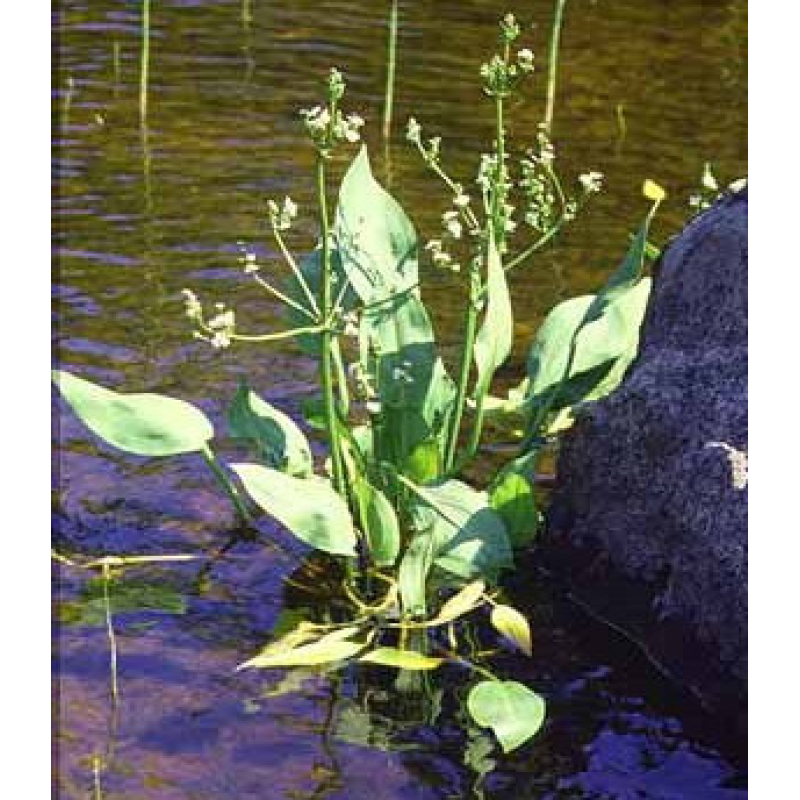 ЧАСТУХА ПОДОРОЖНИКОВА (дорослий кущ із голим корінням)