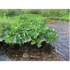 БІЛОКОПИТНИК, ПІДБІЛ, ЦАРСЬКИЙ КОРІНЬ (доросла рослина із голим корінням)