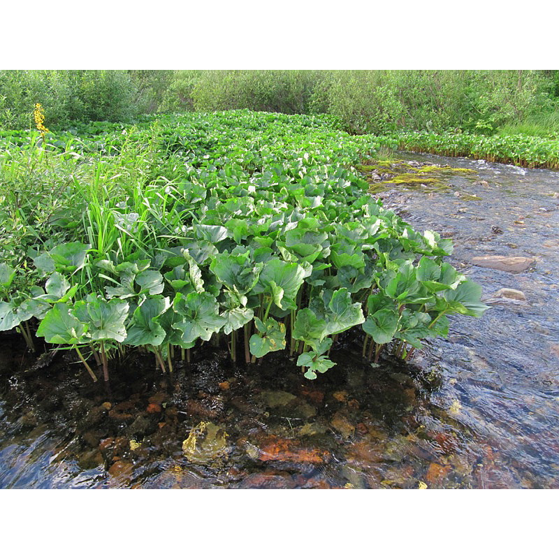 БІЛОКОПИТНИК, ПІДБІЛ, ЦАРСЬКИЙ КОРІНЬ (доросла рослина із голим корінням)