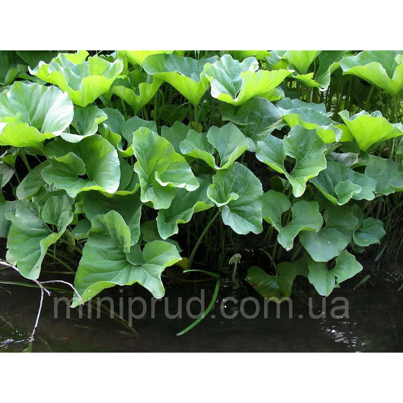 БЕЛОКОПИТНІК, ПІДБІЛ, ЦАРСЬКИЙ КОРІНЬ (дорослий кущ у технологічному горщику)