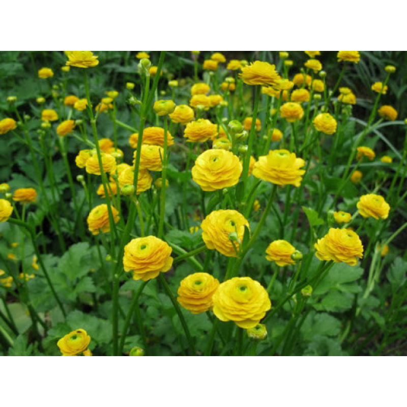 ЖОВТЕЦЬ МАХРОВИЙ БОЛОТНИЙ (доросла рослина у технологічному горщику)