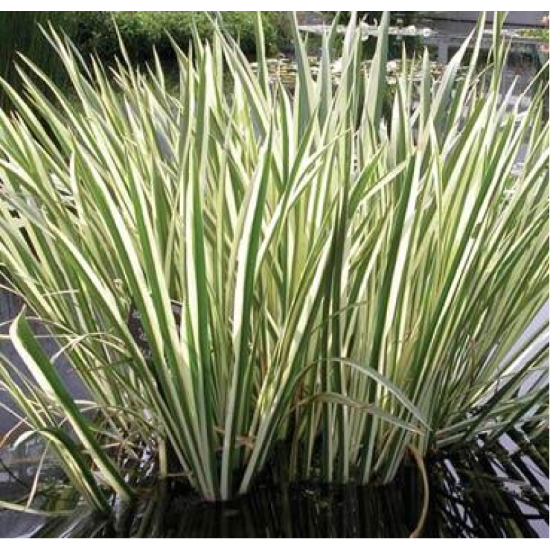 АІР ВАРІЄГАТНИЙ, ПЕСТРОЛИСТИЙ (великий кущ у сітчастому горщику)