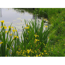 ІРИС БОЛОТЯНИЙ ЖОВТИЙ, ВОДЯНИЙ КАСАТИК (великий кущ у сітчастому горщику)