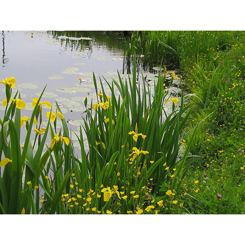 ІРИС БОЛОТЯНИЙ ЖОВТИЙ, ВОДЯНИЙ КАСАТИК (великий кущ у сітчастому горщику)