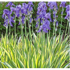 ІРИС ПЕСТРОЛИСТИЙ, ВАРІЄГАТНИЙ  (дорослий кущ у технологічному горщику)