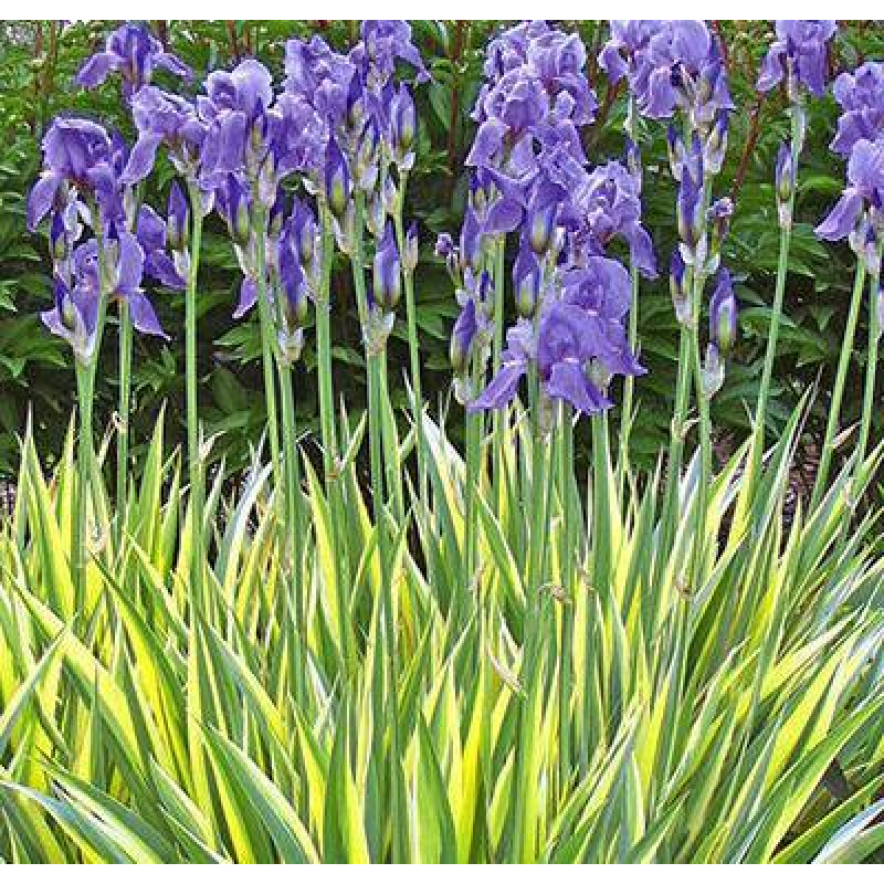 ІРИС ПЕСТРОЛИСТИЙ, ВАРІЄГАТНИЙ  (дорослий кущ у технологічному горщику)