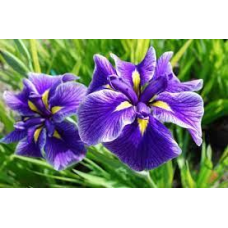 ІРИС ВОДЯНИЙ КАСАТИК СИНІЙ (дорослий кущ у технологічному горщику)