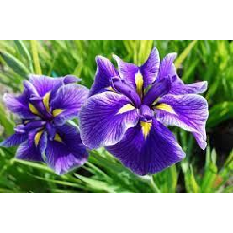 ІРИС ВОДЯНИЙ КАСАТИК СИНІЙ (дорослий кущ у технологічному горщику)